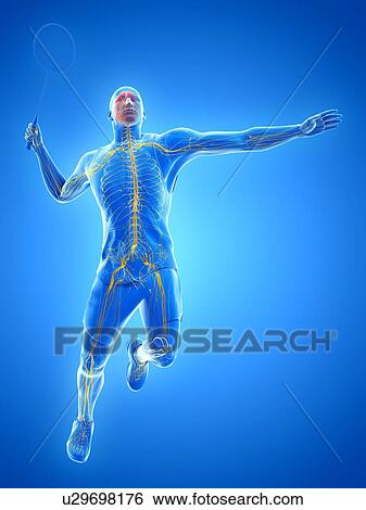 Badminton player's nervous system, illustration View Large Photo Image Stock Photograph - Badminton player's nervous system, illustration. Fotosearch