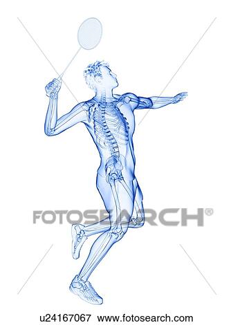 Badminton player's skeleton, illustration View Large Photo Image Stock Photo - Badminton player's skeleton, illustration. Fotosearch