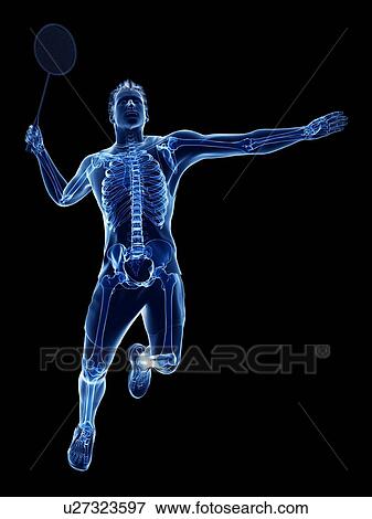 Stock Photo - Badminton player's skeleton, illustration. Fotosearch