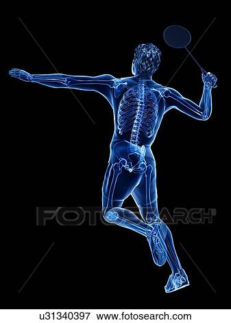 Badminton player's skeleton, illustration View Large Photo Image Stock Photo - Badminton player's skeleton, illustration. Fotosearch