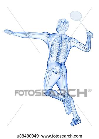 Badminton player's skeleton, illustration View Large Photo Image Stock Photo - Badminton player's skeleton, illustration. Fotosearch