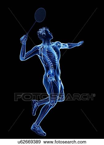 Badminton player's skeleton, illustration View Large Photo Image Stock Photo - Badminton player's skeleton, illustration. Fotosearch