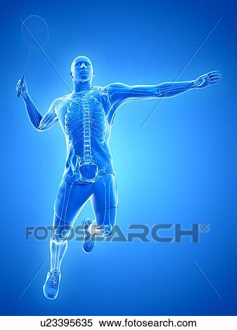 Badminton player's skeleton, illustration View Large Photo Image Stock Photography - Badminton player's skeleton, illustration. Fotosearch