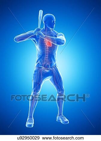 Baseball player's heart, computer illustration. View Large Photo Image Stock Photo - Baseball player's heart, computer illustration.. Fotosearch