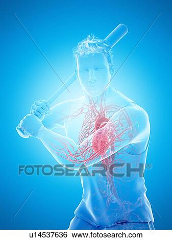 Stock Photograph - Baseball player's heart, computer illustration.. Fotosearch