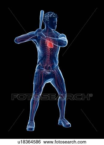 Baseball player's heart, computer illustration. View Large Photo Image Stock Photograph - Baseball player's heart, computer illustration.. Fotosearch