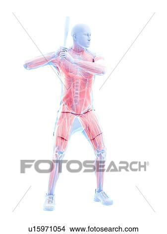 Baseball player's muscles, computer illustration. View Large Photo Image Picture - Baseball player's muscles, computer illustration.. Fotosearch