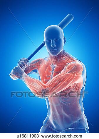 Baseball player's muscles, computer illustration. View Large Photo Image Stock Image - Baseball player's muscles, computer illustration.. Fotosearch