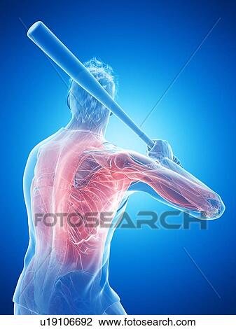 Stock Image - Baseball player's muscles, computer illustration.. Fotosearch