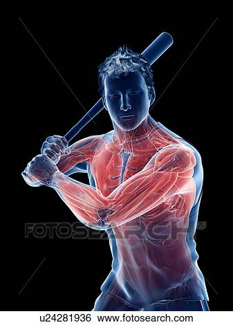 Baseball player's muscles, computer illustration. View Large Photo Image Stock Photograph - Baseball player's muscles, computer illustration.. Fotosearch