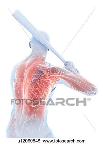 Baseball player's muscles, computer illustration. View Large Photo Image Stock Photography - Baseball player's muscles, computer illustration.. Fotosearch
