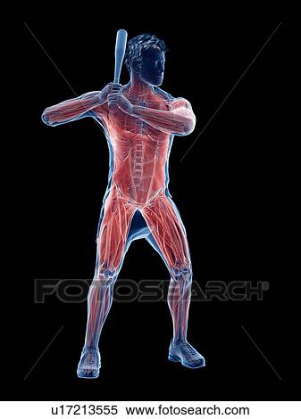 Baseball player's muscles, computer illustration. View Large Photo Image Stock Photography - Baseball player's muscles, computer illustration.. Fotosearch
