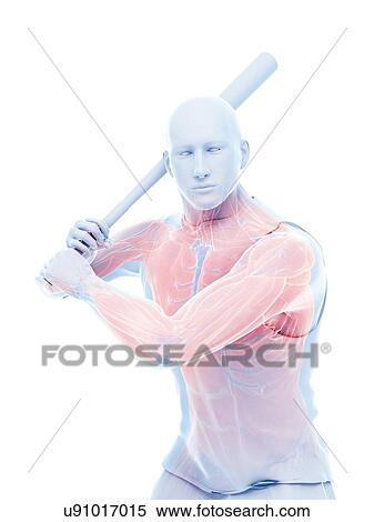Baseball player's muscles, computer illustration. View Large Photo Image Stock Photography - Baseball player's muscles, computer illustration.. Fotosearch