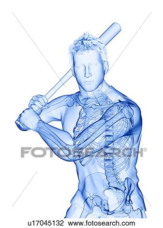 Baseball player's skeleton, computer illustration. View Large Photo Image Stock Image - Baseball player's skeleton, computer illustration.. Fotosearch