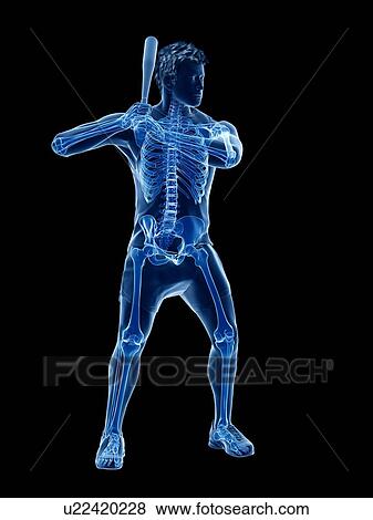 Stock Photo - Baseball player's skeleton, computer illustration.. Fotosearch