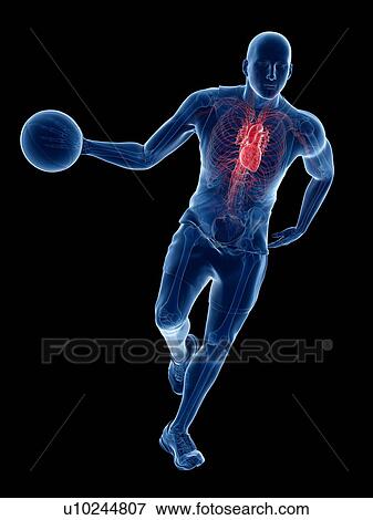 Basketball player's heart, computer illustration. View Large Photo Image Stock Photo - Basketball player's heart, computer illustration.. Fotosearch