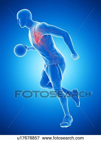 Basketball player's heart, computer illustration. View Large Photo Image Stock Photo - Basketball player's heart, computer illustration.. Fotosearch