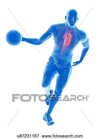 Stock Photo - Basketball player's heart, computer illustration.. Fotosearch