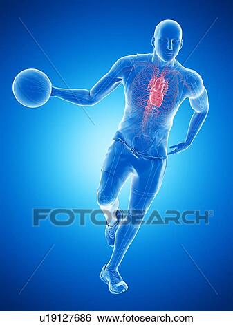 Basketball player's heart, computer illustration. View Large Photo Image Stock Photograph - Basketball player's heart, computer illustration.. Fotosearch