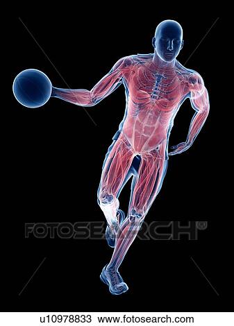 Basketball player's muscles, computer illustration. View Large Photo Image Stock Image - Basketball player's muscles, computer illustration.. Fotosearch