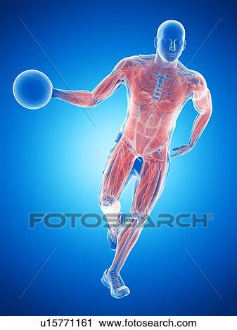 Basketball player's muscles, computer illustration. View Large Photo Image Stock Image - Basketball player's muscles, computer illustration.. Fotosearch