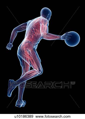 Basketball player's muscles, computer illustration. View Large Photo Image Stock Photo - Basketball player's muscles, computer illustration.. Fotosearch