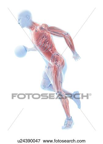 Basketball player's muscles, computer illustration. View Large Photo Image Stock Photo - Basketball player's muscles, computer illustration.. Fotosearch