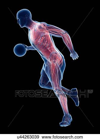 Basketball player's muscles, computer illustration. View Large Photo Image Stock Photo - Basketball player's muscles, computer illustration.. Fotosearch