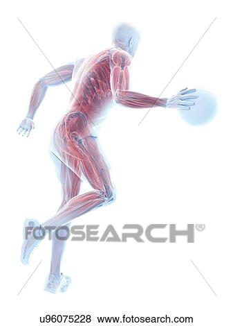 Basketball player's muscles, computer illustration. View Large Photo Image Stock Photo - Basketball player's muscles, computer illustration.. Fotosearch