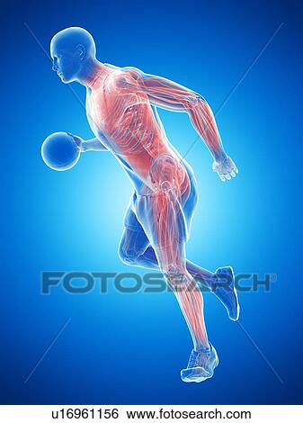 Basketball player's muscles, computer illustration. View Large Photo Image Stock Photograph - Basketball player's muscles, computer illustration.. Fotosearch