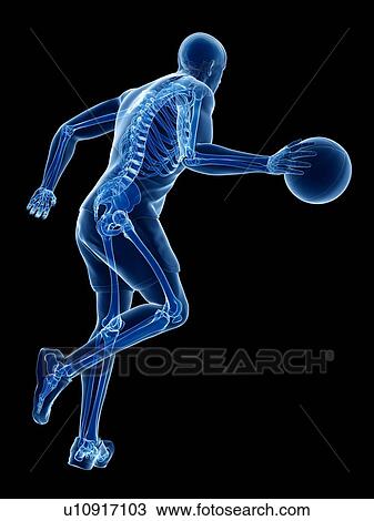 Basketball player's skeleton, computer illustration. View Large Photo Image Stock Image - Basketball player's skeleton, computer illustration.. Fotosearch