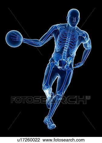 Basketball player's skeleton, computer illustration. View Large Photo Image Stock Image - Basketball player's skeleton, computer illustration.. Fotosearch
