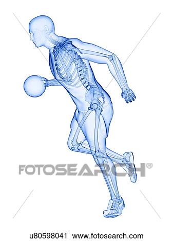 Basketball player's skeleton, computer illustration. View Large Photo Image Stock Image - Basketball player's skeleton, computer illustration.. Fotosearch