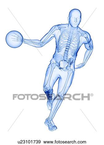 Basketball player's skeleton, computer illustration. View Large Photo Image Stock Photo - Basketball player's skeleton, computer illustration.. Fotosearch