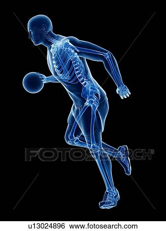 Basketball player's skeleton, computer illustration. View Large Photo Image Stock Photograph - Basketball player's skeleton, computer illustration.. Fotosearch