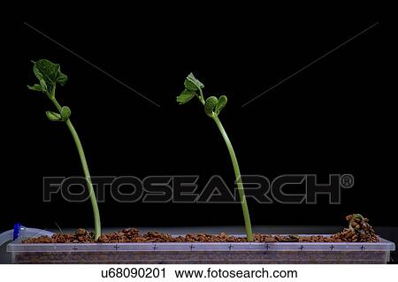 Bean sprouts. View Large Photo Image Stock Image - Bean sprouts.. Fotosearch
