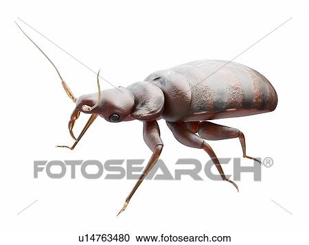 Bedbug, computer illustration. View Large Photo Image Stock Image - Bedbug, computer illustration.. Fotosearch