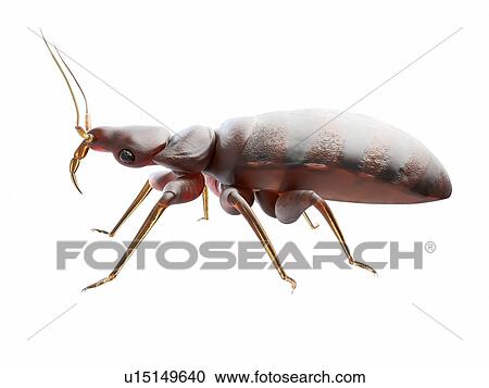 Stock Image - Bedbug, computer illustration.. Fotosearch