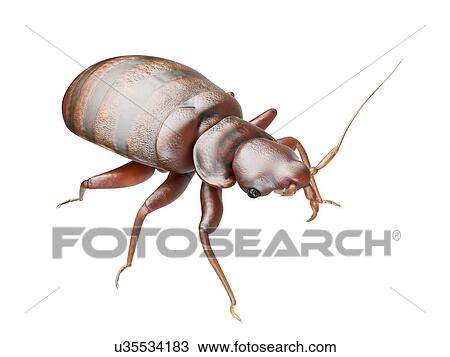 Stock Image - Bedbug, computer illustration.. Fotosearch