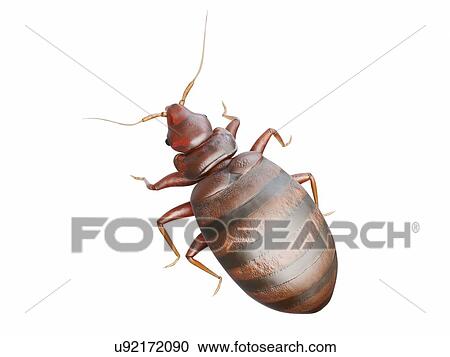 Bedbug, computer illustration. View Large Photo Image Stock Image - Bedbug, computer illustration.. Fotosearch