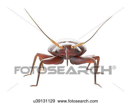 Stock Photo - Bedbug, computer illustration.. Fotosearch