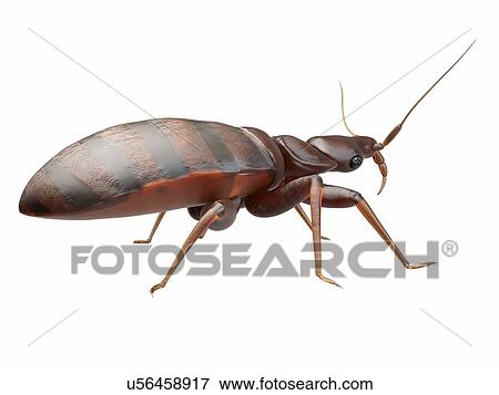 Bedbug, computer illustration. View Large Photo Image Stock Photo - Bedbug, computer illustration.. Fotosearch