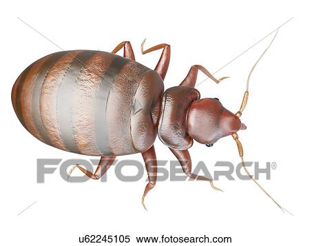 Stock Photography - Bedbug, computer illustration.. Fotosearch