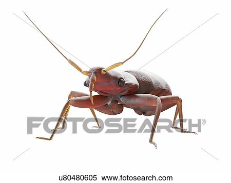 Stock Photography - Bedbug, computer illustration.. Fotosearch