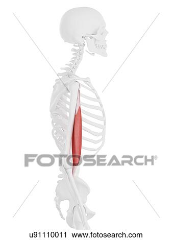 Stock Image - Biceps brachii muscle, computer illustration.. Fotosearch