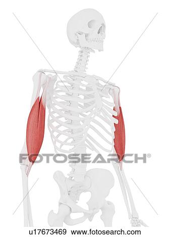 Stock Photo - Biceps brachii muscle, computer illustration.. Fotosearch