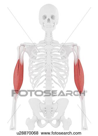 Biceps brachii muscle, computer illustration. View Large Photo Image Stock Photo - Biceps brachii muscle, computer illustration.. Fotosearch