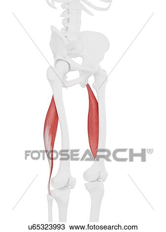 Biceps femoris longus muscle, computer illustration. View Large Photo Image Stock Image - Biceps femoris longus muscle, computer illustration.. Fotosearch