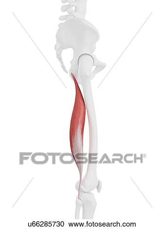 Biceps femoris longus muscle, computer illustration. View Large Photo Image Stock Image - Biceps femoris longus muscle, computer illustration.. Fotosearch