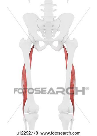 Stock Photo - Biceps femoris longus muscle, computer illustration.. Fotosearch